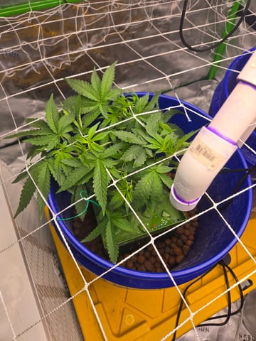 Fastbuds Autoflower Run — vegetative, day 35