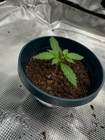 Grow Number 2 — seedling_rooting, day 10