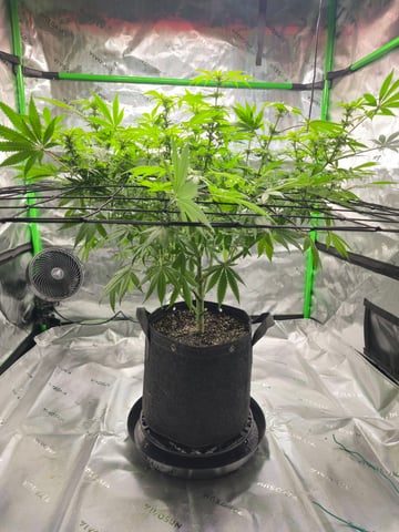 First grow — flower, day 69