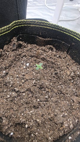 Possible Switch — vegetative, day 1