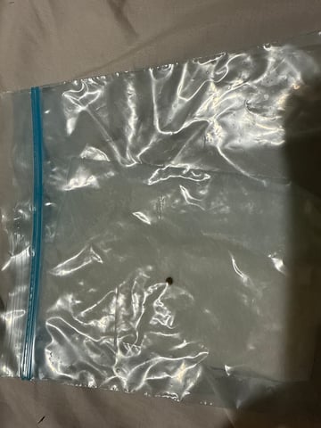 •Freedom Grow• — germination, day 1