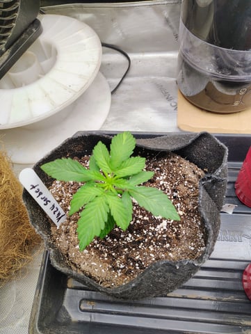 First run with Athena nutrients 3rd grow total — vegetative, day 12