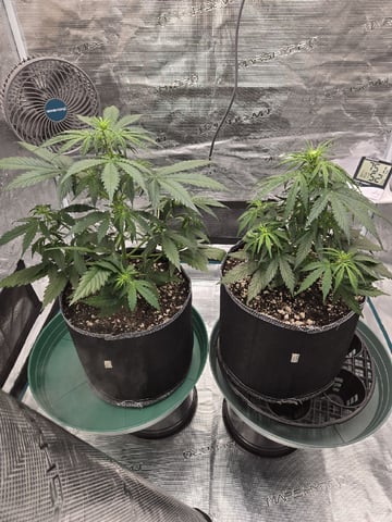 StrawZ (autoflower) — vegetative, day 36