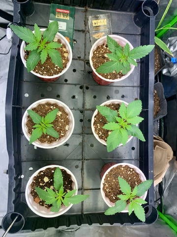Papaya Frosting  — seedling_rooting, day 15