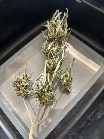 Fast Buds Auto And Special Queen Auto