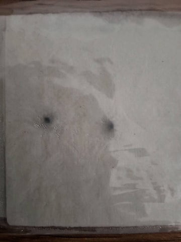 BABY SISTER — germination, day 1