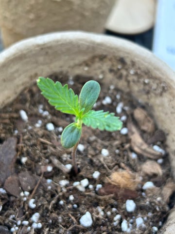 First ever grow — seedling_rooting, day 13