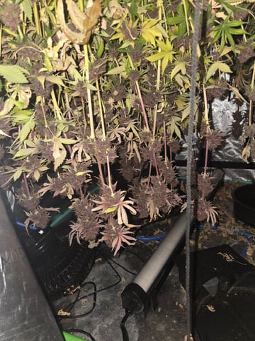 Relentless Genetics Trop Cherry S1 — harvest, day 87