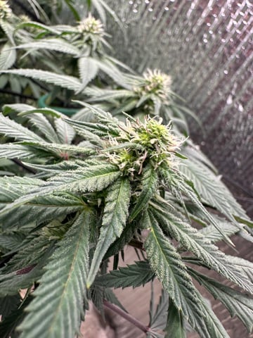 trying some bag seeds — flower, day 51