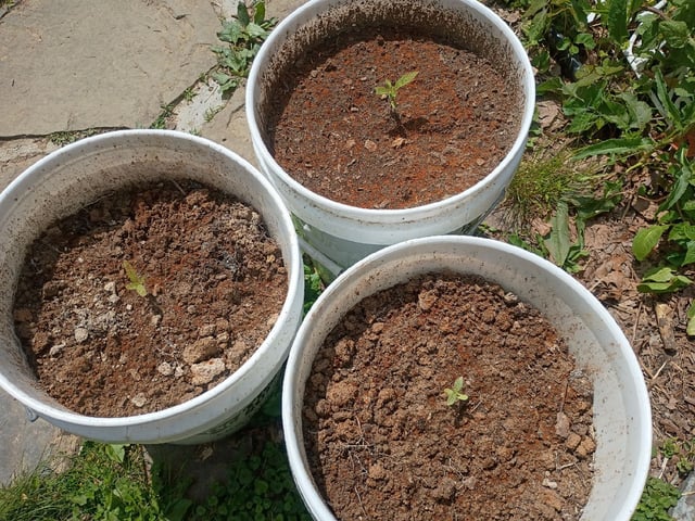 2nd Grow — seedling_rooting, day 23