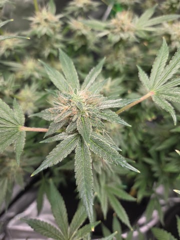 Special Queen 1 Fem+ Watermelon Auto — flower, day 97