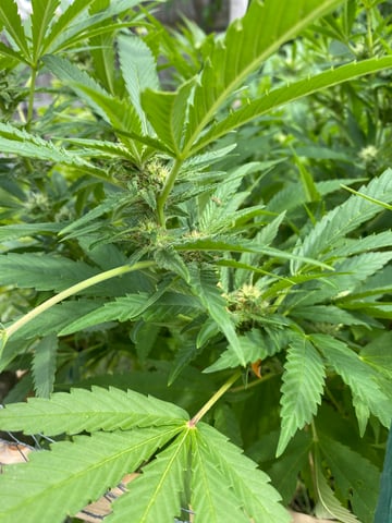 queen of soul X cap junky  — flower, day 148