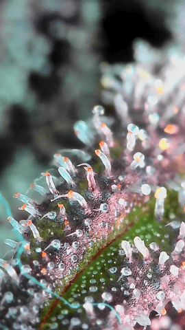 Looking for advice! — flower, day 107