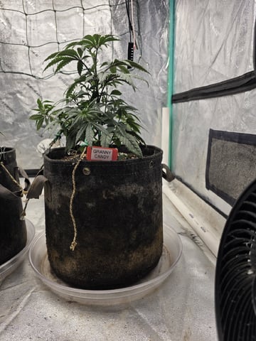 Granny Candy and PLCG — vegetative, day 47