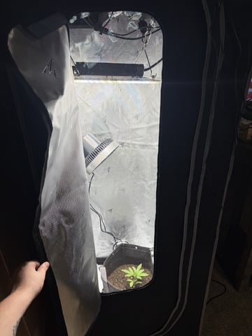 Random Seed — vegetative, day 13