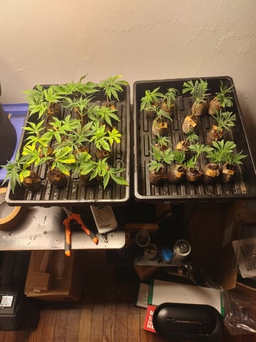 Mainely Genetics Micro Pheno Hunt — flower, day 49