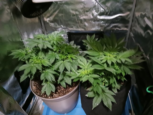 9lbhammer feminized  — flower, day 32