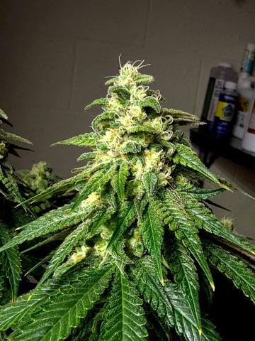 Homegrown - 🍒 🥧 & GSC Auto, 🚀 Seeds 🍌 Buttercups  — flower, day 74