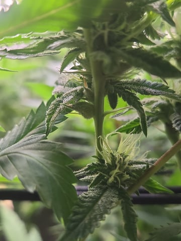 First Grow — flower, day 88