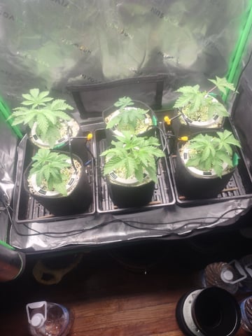 Mainely Genetics Micro Pheno Hunt — vegetative, day 20