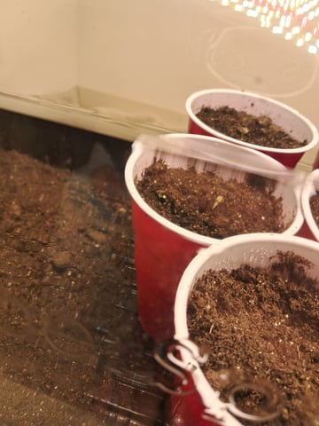 re-start new germination — seedling_rooting, day 4