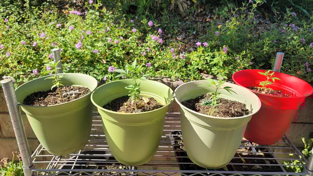 Poison Rainbows — vegetative, day 57