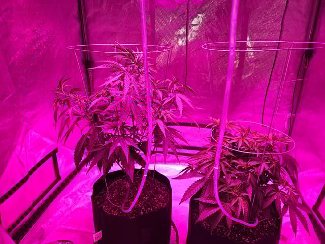 BLACKCHERRY SHERB — vegetative, day 20