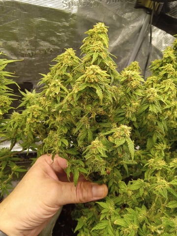 Blueberry critical kush x purple peyote wifi  and one L.a kush cake . — flower, day 70