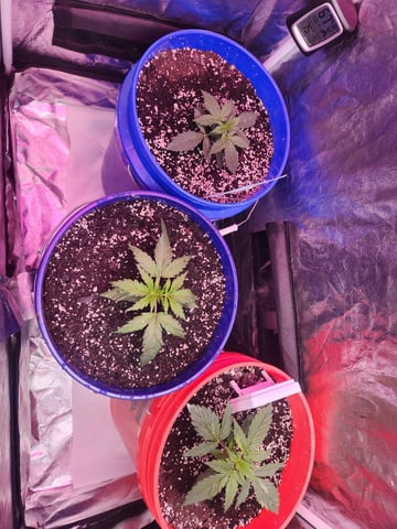Grow 1Zkittles OGx2 & PEx1 — vegetative, day 20