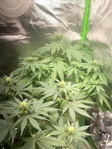 2nd Try — flower, day 64
