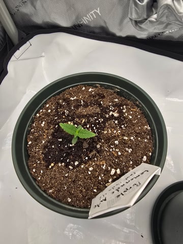 Fast Buds - Purp Lemonade — seedling_rooting, day 9