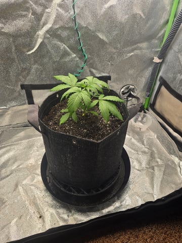 First grow — seedling_rooting, day 22