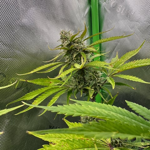 Ztrawberriez (Auto) 2026 - 1 — flower, day 61