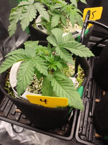 Mainely Genetics Micro Pheno Hunt — vegetative, day 21
