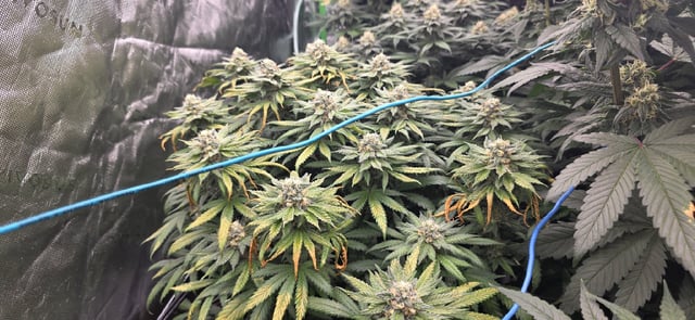 first grow — flower, day 268