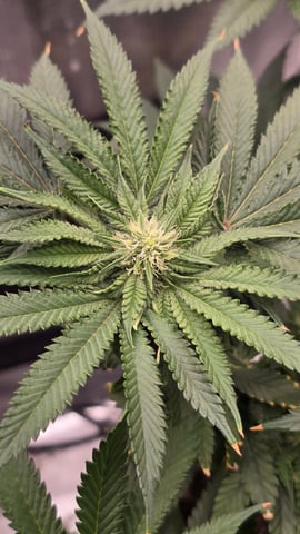 mc nuggets r1 — flower, day 65