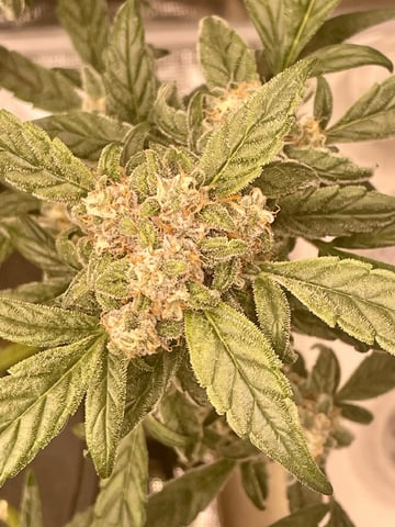 Autos and sour diesel! — flower, day 131
