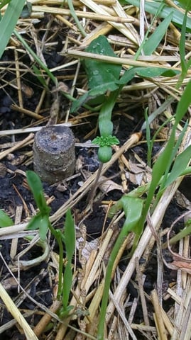 Lemon OG Haze — seedling_rooting, day 1