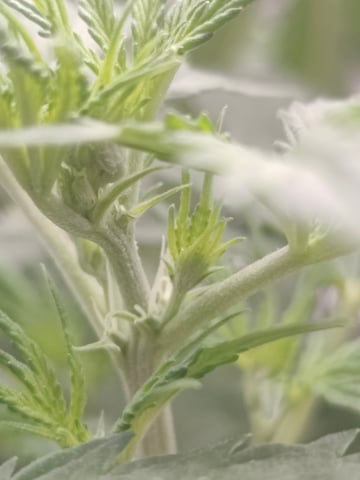 Fast Buds Gorilla Z auto — flower, day 33