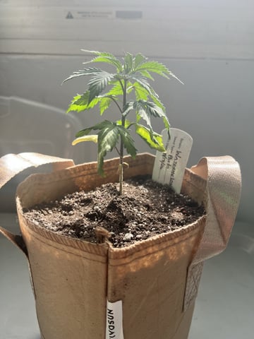 Inside Mother Plants — vegetative, day 36