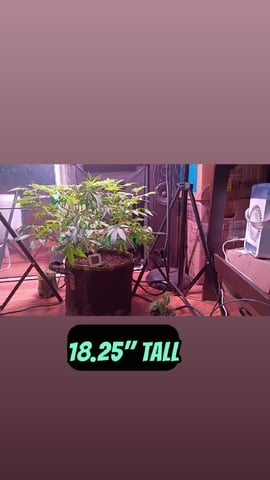 FKAFL — vegetative, day 75