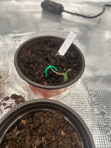 2025-26 harvest INDOOR — seedling_rooting, day 35