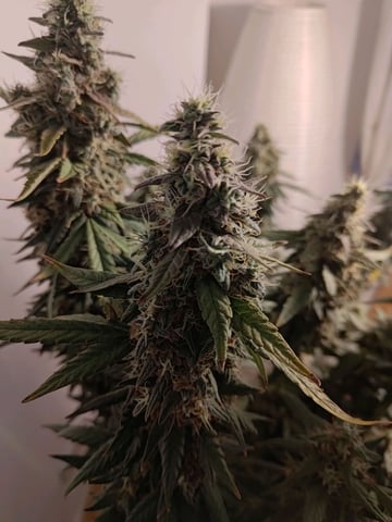 My First Grow Terry Lee — none, day 2