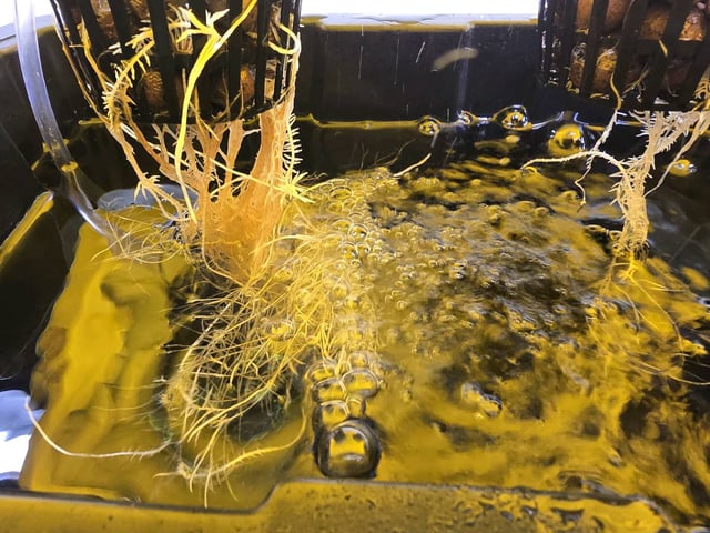 Oceanz 16 — seedling_rooting, day 11