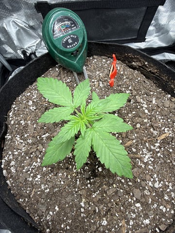 Gorilla Cookies 2nd Try — vegetative, day 24