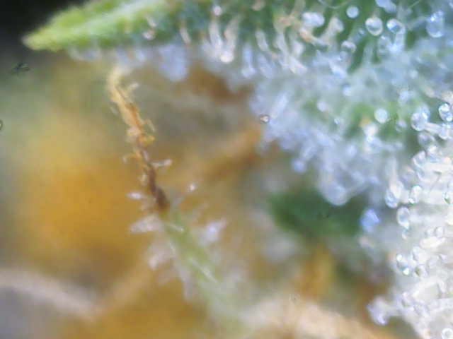 Purple Haze Auto — flower, day 76