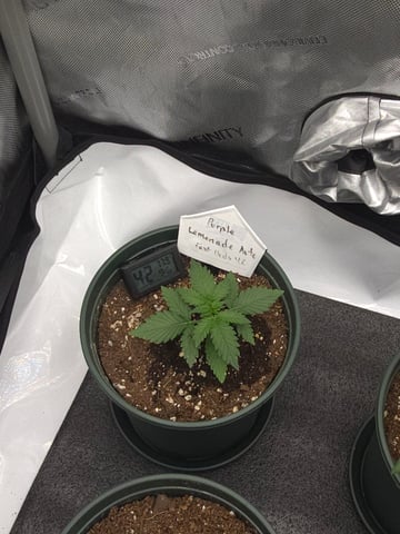 Fast Buds - Purp Lemonade — vegetative, day 18