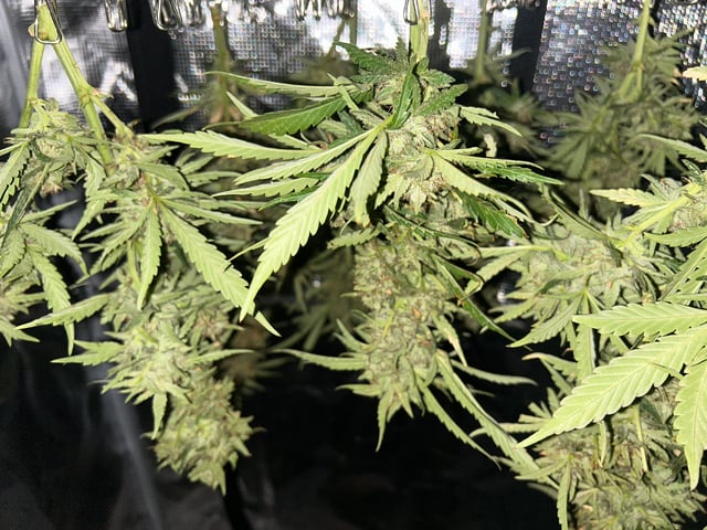 2025 harvest  — harvest, day 34