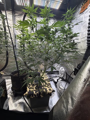 Humboldt, Hella Jelly. Jelly Donut  — flower, day 66