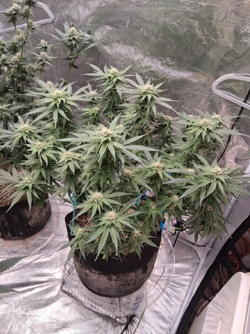 TEAM FULL AUTOS — flower, day 111